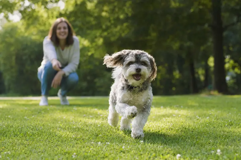 Ein fröhlicher Bolonka Zwetna Hund läuft über eine grüne Wiese, während sein Besitzer im Hintergrund spielt, an einem sonnigen Tag.
