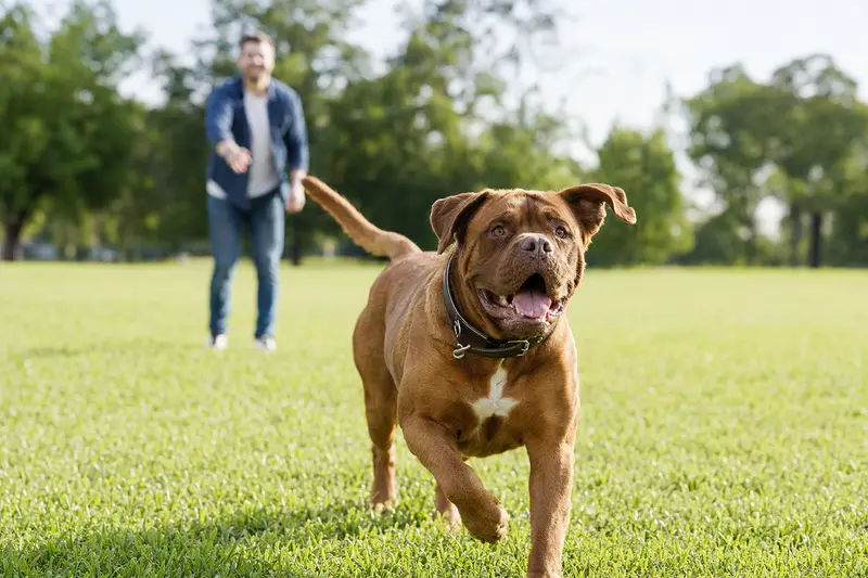 Eine vitale Bordeauxdogge läuft fröhlich über eine grüne Wiese im Park, während der Besitzer im Hintergrund mit ihr spielt.