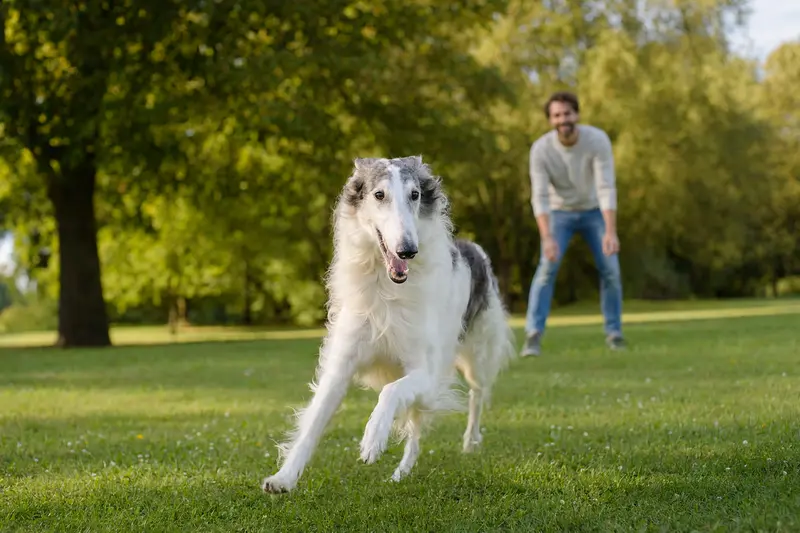 Ein fröhlicher Borzoi Hund läuft über eine grüne Wiese, während sein Besitzer im Hintergrund mit ihm spielt und den sonnigen Tag genießt.