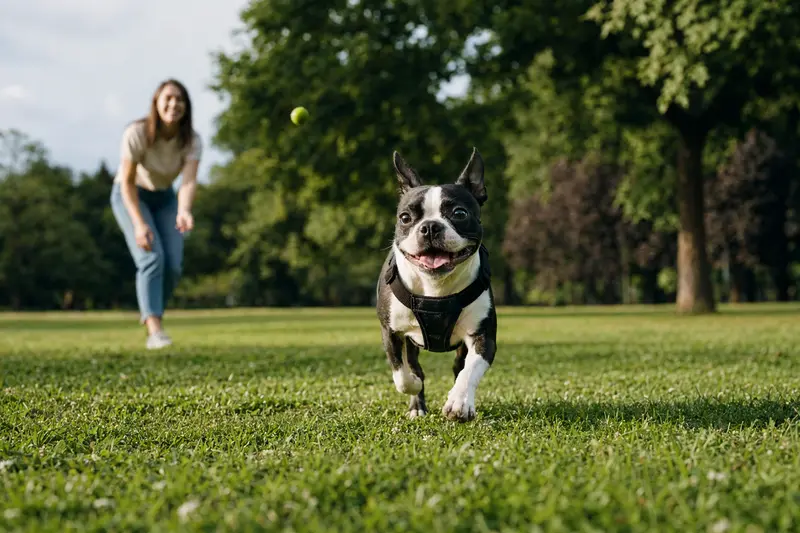 Ein lebhafter Boston Terrier rennt über eine grüne Wiese, während sein Besitzer im Hintergrund mit ihm spielt.