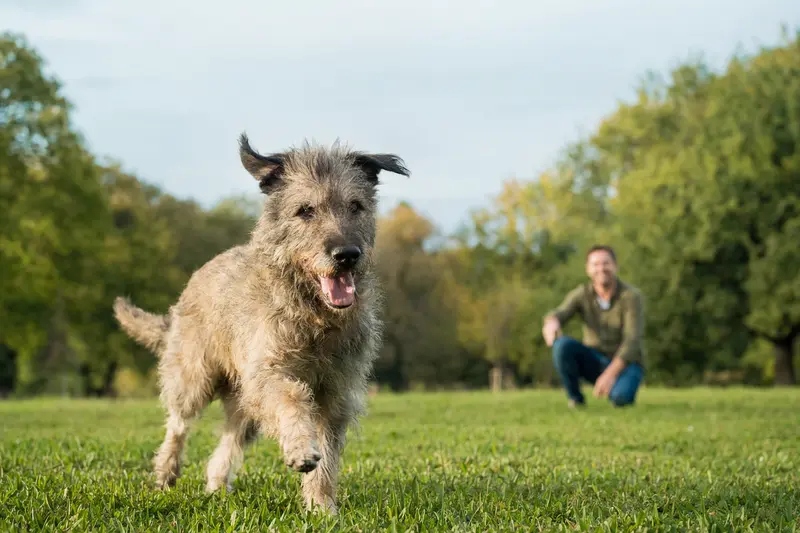 Ein gesunder Bouvier des Ardennes Hund läuft fröhlich über eine grüne Wiese, während sein Besitzer im Hintergrund spielt.