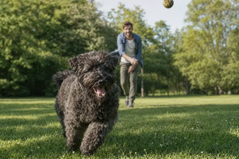 Ein fröhlicher Bouvier des Flandres Hund läuft über eine grüne Wiese während sein Besitzer im Hintergrund mit ihm spielt.