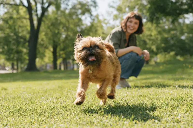 Ein lebhafter Brabanter Griffon Hund rennt glücklich über eine grüne Wiese im Park.