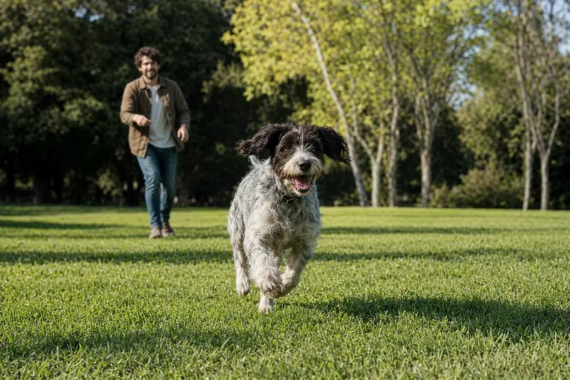 Ein fröhlicher Branchiero Siciliano Hund läuft über eine grüne Wiese, während sein Besitzer im Hintergrund mit ihm spielt.