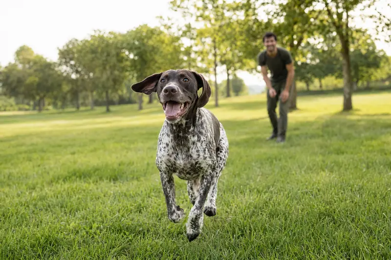 Ein Braque Charles Hund rennt fröhlich über eine grüne Wiese, während sein Besitzer im Hintergrund mit ihm spielt.