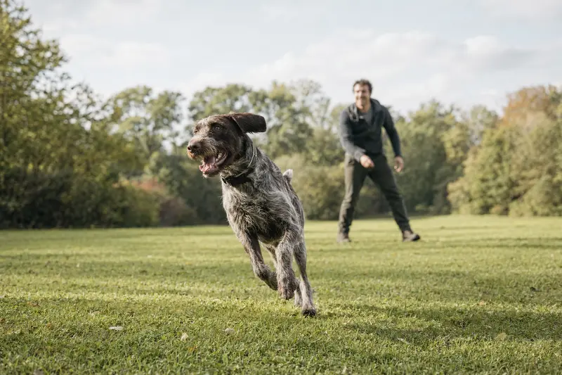 Ein vitaler Braque de l Ariege Hund läuft fröhlich über eine grüne Wiese, während sein Besitzer im Hintergrund spielt.