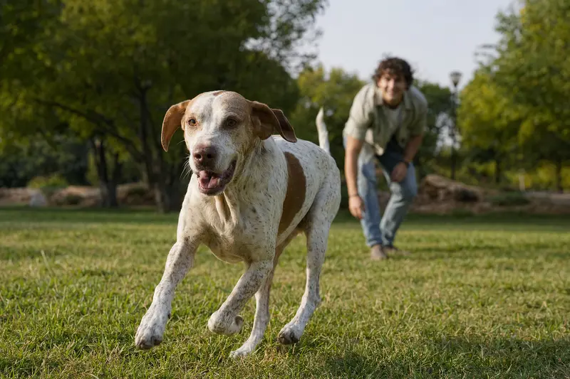 Ein energiegeladener Braque du Bourbonnais Hund läuft fröhlich über eine grüne Wiese, während sein Besitzer mit ihm spielt.