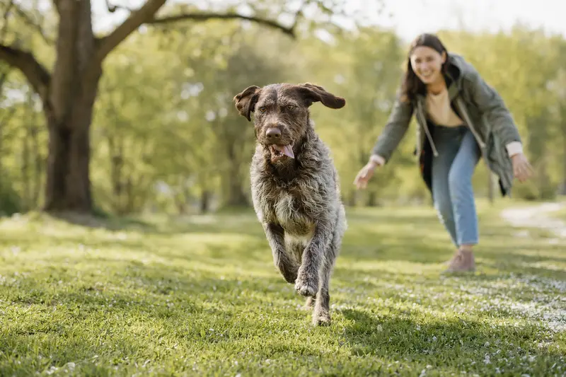 Ein vitaler Braque du Puy Hund läuft fröhlich über eine grüne Wiese, während sein Besitzer im Hintergrund mit ihm spielt.