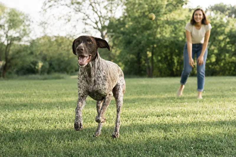 Ein fröhlicher Braque Francais Hund läuft über eine grüne Wiese, während sein Besitzer hinter ihm spielt, und vermittelt ein gesundes, aktives Leben.