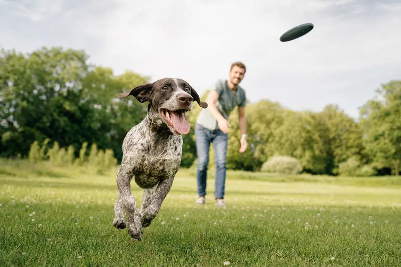 Ein vitaler Braque Francais Typ Pyrenees Hund spielt fröhlich auf einer Wiese, während sein Besitzer im Hintergrund mit ihm interagiert.