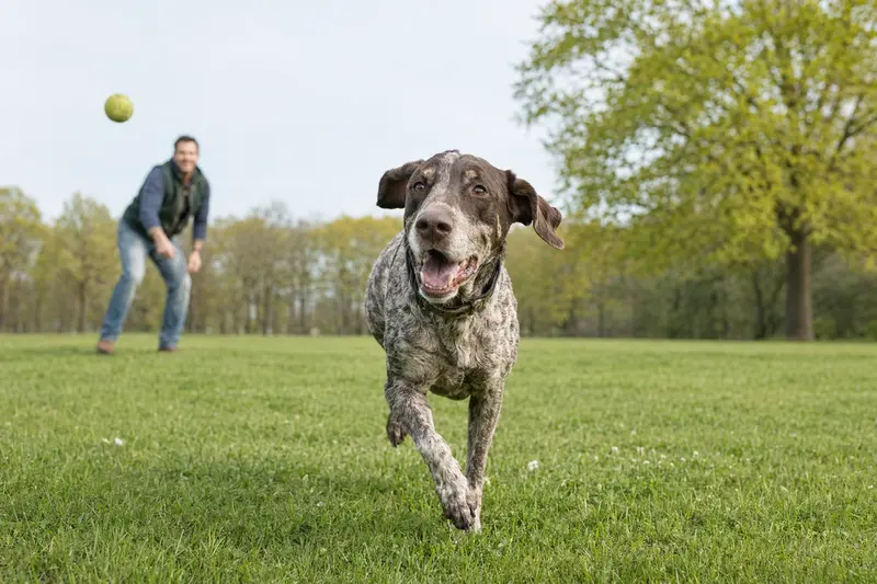Ein fröhlicher Braque Saint-Germain Hund läuft über eine grüne Wiese, während sein Besitzer im Hintergrund mit ihm spielt.