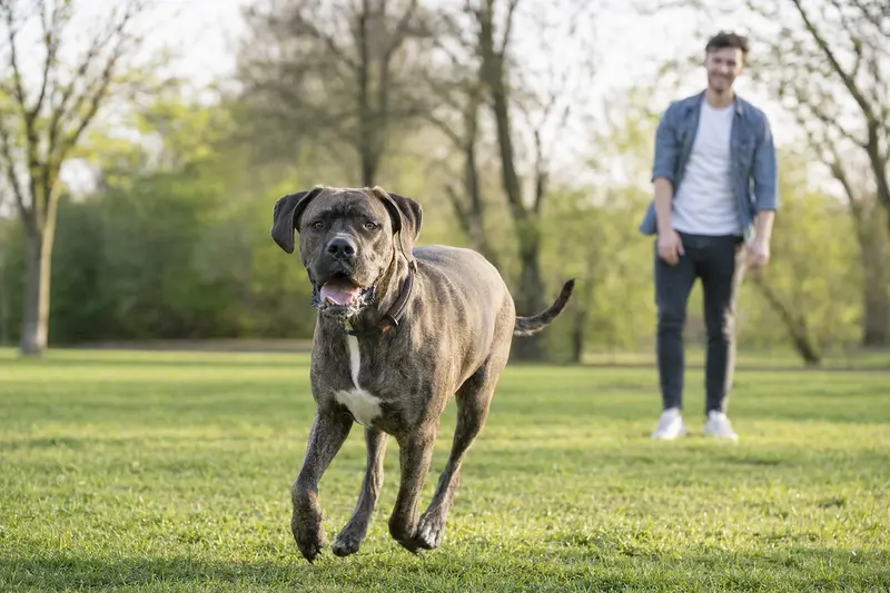 Eine Brasilianische Dogge läuft fröhlich über eine grüne Wiese, während ihr Besitzer im Hintergrund mit ihr spielt.