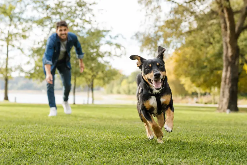 Ein vitaler Brasilianischer Terrier läuft fröhlich über eine grüne Wiese im Park, während sein Besitzer im Hintergrund mit ihm spielt.