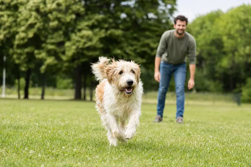 Ein Briquet Griffon Vendeen Hund läuft fröhlich über eine grüne Wiese, während sein Besitzer im Hintergrund spielt.