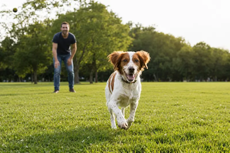 Ein fröhlicher Brittany Hund rennt über eine grüne Wiese während sein Besitzer im Hintergrund spielt.
