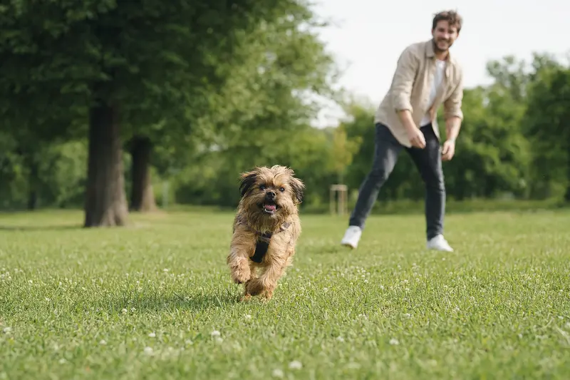 Ein fröhlicher Brüsseler Griffon Hund läuft über eine grüne Wiese, während sein Besitzer im Hintergrund mit ihm spielt.