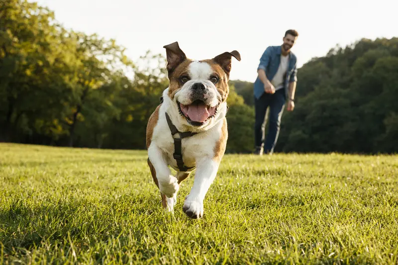 Ein fröhlicher Bulldogge läuft über eine grüne Wiese, während sein Besitzer mit ihm spielt, was einen aktiven Lebensstil und Tiergesundheit symbolisiert.