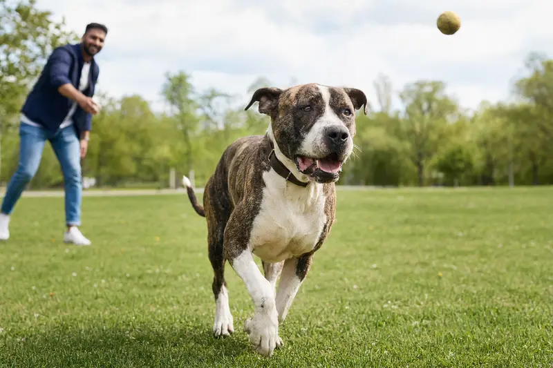 Ein fröhlicher Bully Kutta Hund läuft mit seinem Besitzer auf einer grünen Wiese.