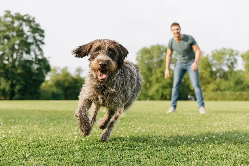 Ein fröhlicher Burgos-Hühnerhund läuft über eine grüne Wiese, während sein Besitzer im Hintergrund mit ihm spielt.