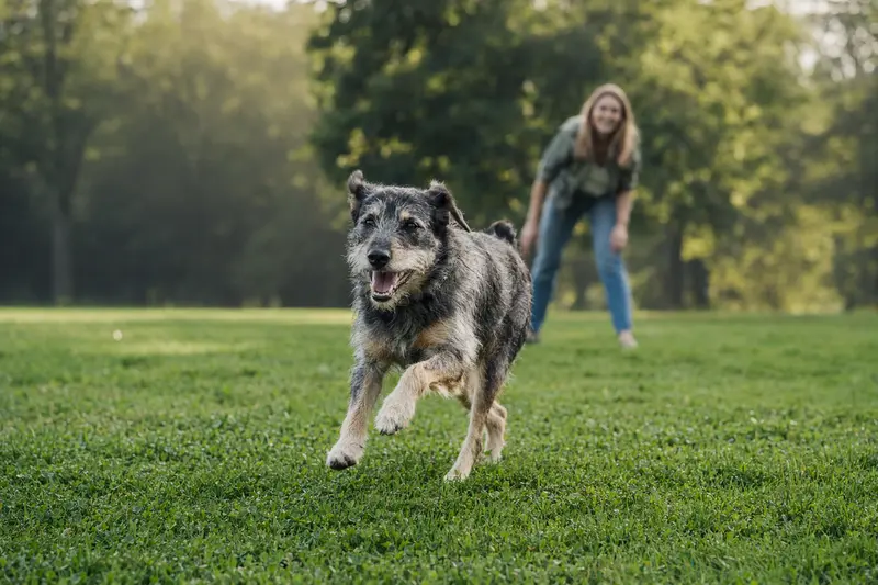 Ein Ca de Bestiar Hund läuft fröhlich über eine grüne Wiese, während sein Besitzer im Hintergrund mit ihm spielt.