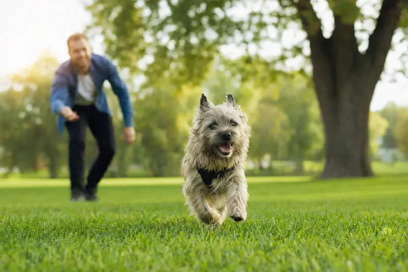 Ein fröhlicher Cairn Terrier läuft über eine grüne Wiese, während sein Besitzer mit ihm spielt.