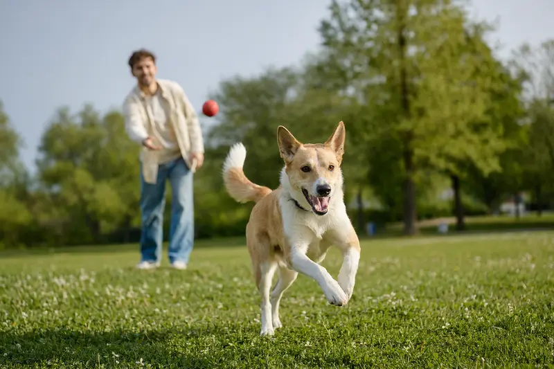 Ein Canaan Dog läuft fröhlich über eine grüne Wiese, während sein Besitzer im Hintergrund mit ihm spielt.