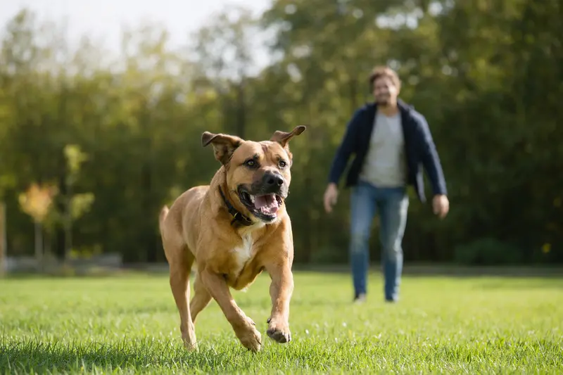 Ein aktiver Canary Mastiff Hund rennt fröhlich über eine grüne Wiese, während sein Besitzer im Hintergrund mit ihm spielt.