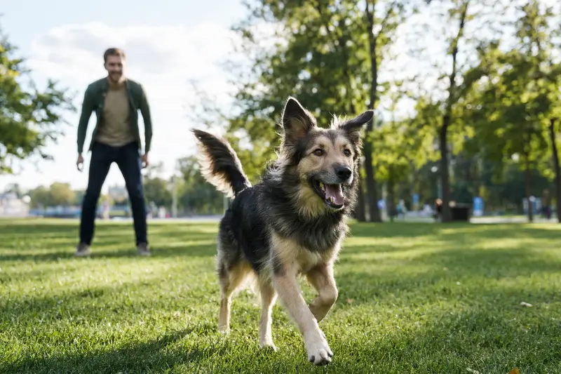 Ein vitaler Cane da Pastore läuft fröhlich über eine grüne Wiese im Park, während sein Besitzer im Hintergrund mit ihm spielt.
