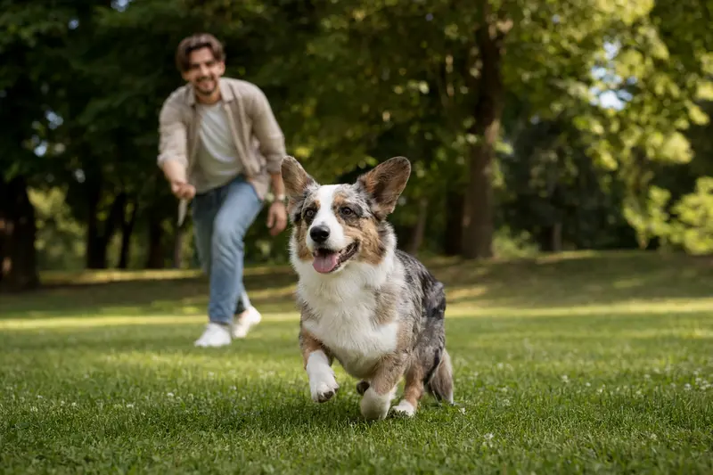 Ein vitaler Cardigan Welsh Corgi Hund spielt fröhlich auf einer grünen Wiese, während sein Besitzer in der Nähe mit ihm interagiert.