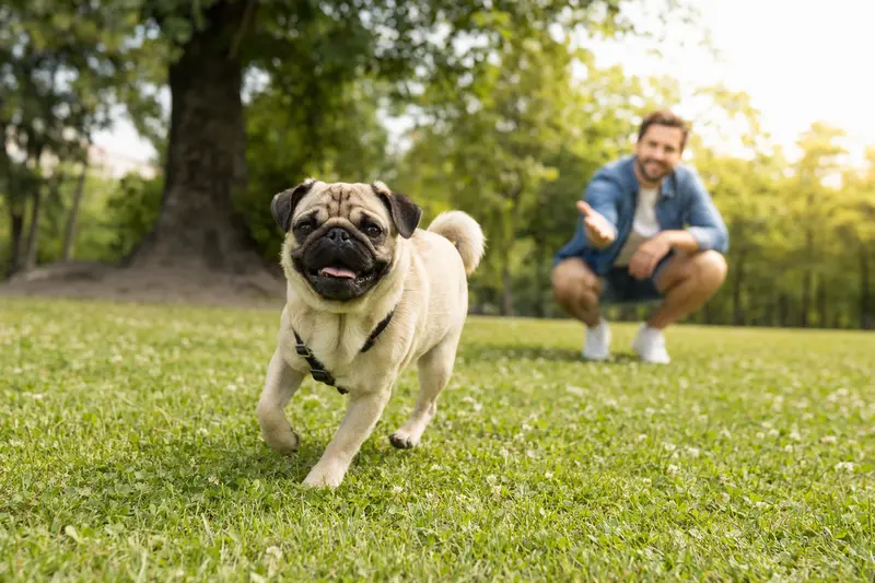 Ein fröhlicher Carlino Hund läuft über eine grüne Wiese, während sein Besitzer im Hintergrund spielt und einen sonnigen Tag genießt.