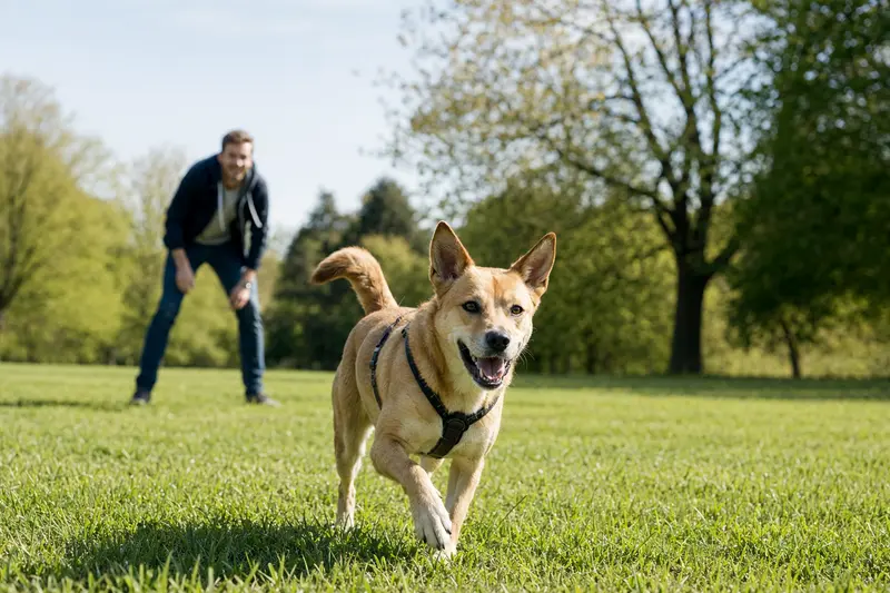 Ein vitaler Carolina Dog Hund läuft fröhlich über eine grüne Wiese, während sein Besitzer im Hintergrund spielt.