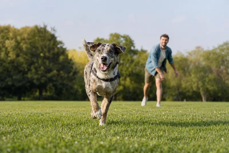 Ein fröhlicher Catahoula Cur Hund läuft über eine grüne Wiese, während sein Besitzer im Hintergrund mit ihm spielt.