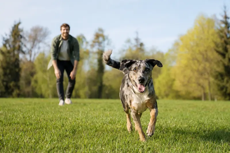 Ein glücklicher Catahoula Leopard Dog läuft fröhlich über eine grüne Wiese, während sein Besitzer im Hintergrund mit ihm spielt.