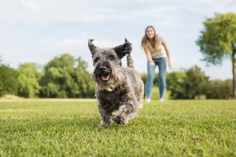 Ein fröhlicher Cesky Terrier läuft über eine grüne Wiese, während sein Besitzer im Hintergrund mit ihm spielt.