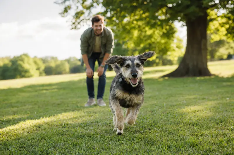 Ein fröhlicher Chambray Hund läuft über eine grüne Wiese, während sein Besitzer im Hintergrund mit ihm spielt.