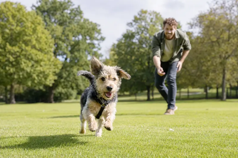 Ein vitaler Hund läuft fröhlich über eine grüne Wiese im Park, während sein Besitzer im Hintergrund mit ihm spielt.