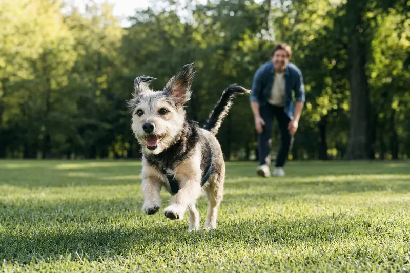 Ein fröhlicher Chart Polski Hund läuft über eine grüne Wiese, während der Besitzer im Hintergrund spielt.