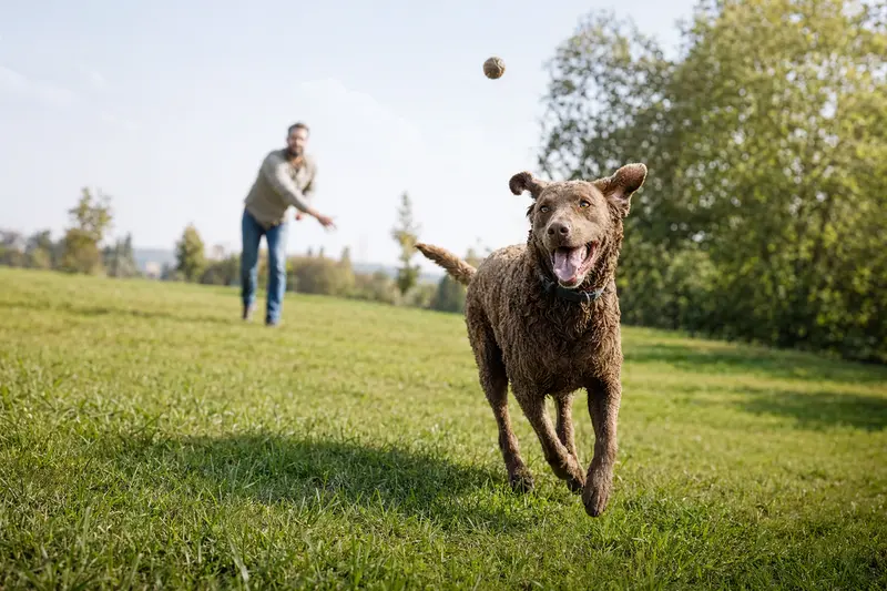 Ein vitaler Chesapeake Bay Retriever läuft fröhlich über eine grüne Wiese im Park, während sein Besitzer im Hintergrund mit ihm spielt.