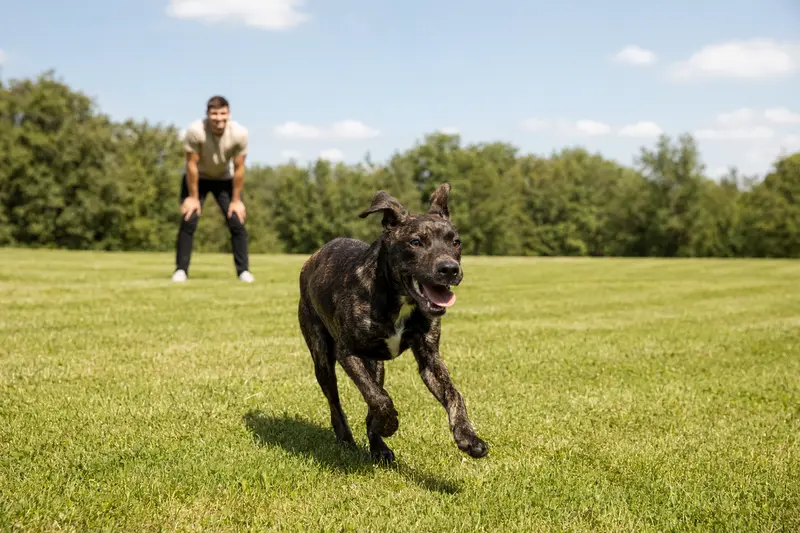 Ein fröhlicher Chien Corse läuft über eine grüne Wiese, während sein Besitzer im Hintergrund mit ihm spielt.