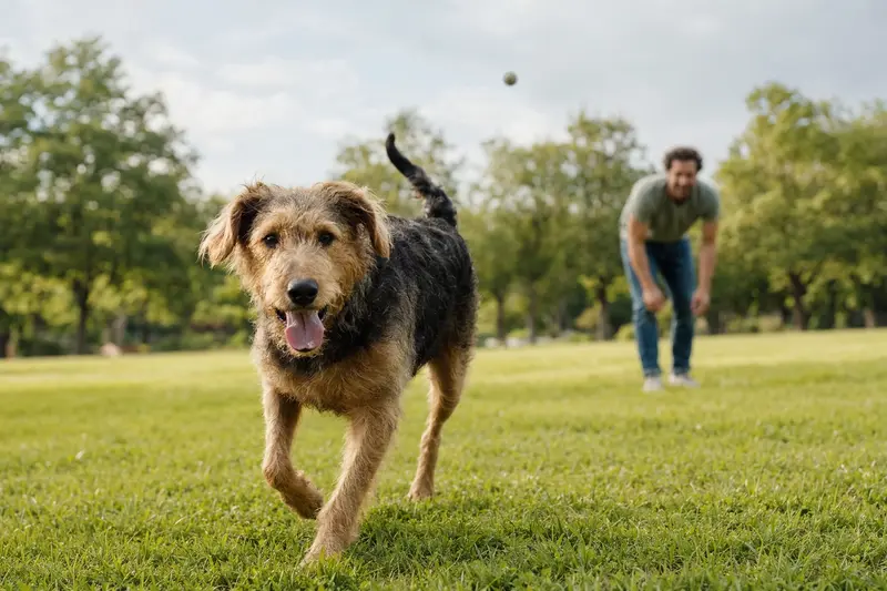 Ein fröhlicher Chien d'Artois Hund läuft über eine grüne Wiese, während sein Besitzer im Hintergrund spielt.