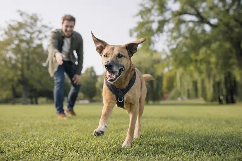 Ein vitaler Chinook Hund läuft fröhlich über eine grüne Wiese, während sein Besitzer im Hintergrund spielt.