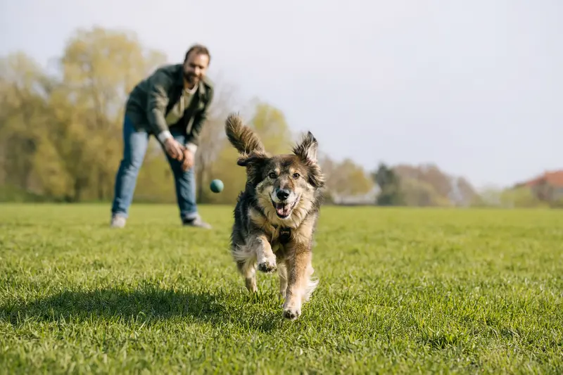 Ein fröhlicher Chodenländer Hund läuft lebhaft über eine grüne Wiese, während sein Besitzer im Hintergrund spielt.