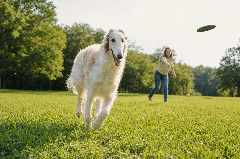 Ein vitaler Chortaja Borzaja Hund läuft fröhlich über eine grüne Wiese, während sein Besitzer im Hintergrund spielt.