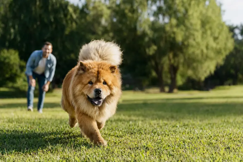 Ein vitaler Chow-Chow Hund läuft fröhlich über eine grüne Wiese, während sein Besitzer im Hintergrund spielt.