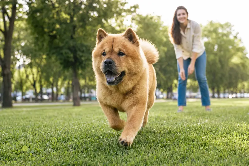 Ein fröhlicher Chow-Chow Hund läuft über eine grüne Wiese, während sein Besitzer im Hintergrund spielt.