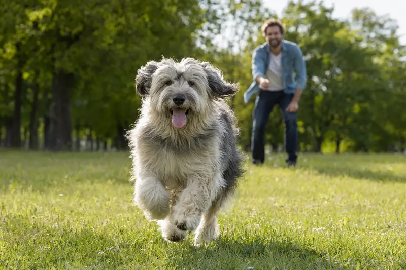 Ein fröhlicher Ciobanesc Romanesc Mioritic Hund läuft über eine grüne Wiese, während sein Besitzer im Hintergrund spielt.