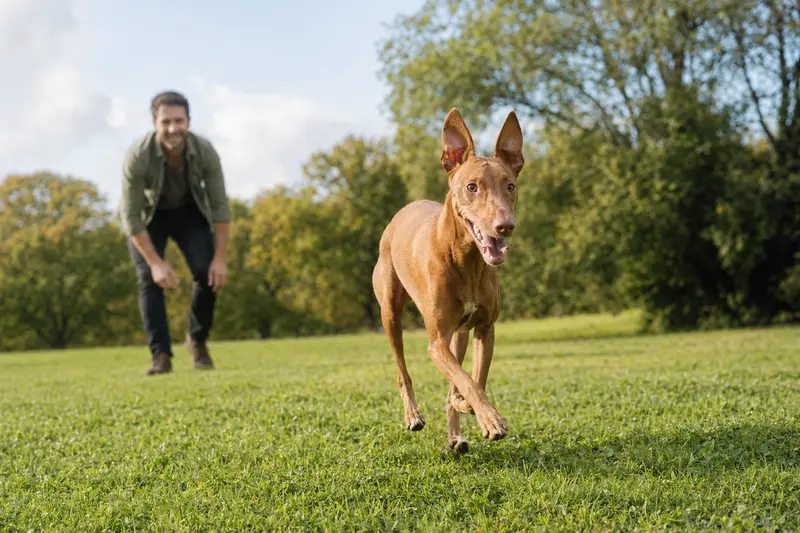 Ein fröhlicher Cirneco dell'Etna Hund läuft über eine grüne Wiese, während sein Besitzer im Hintergrund mit ihm spielt.