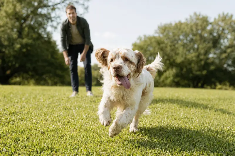 Ein glücklicher Clumber-Spaniel läuft über eine grüne Wiese, während sein Besitzer im Hintergrund mit ihm spielt.