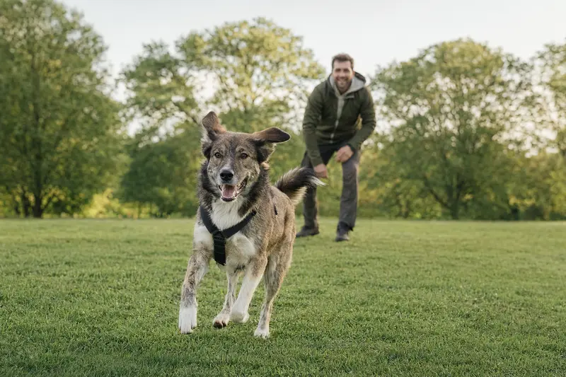 Ein vitaler Coban Hirtenhund läuft fröhlich über eine grüne Wiese, während sein Besitzer im Hintergrund spielt.