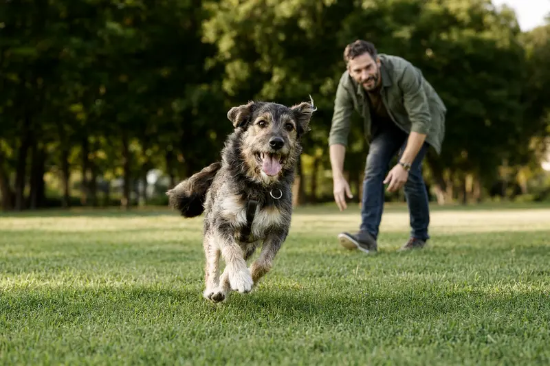 Ein aktiver Coban Köpegi läuft fröhlich über eine grüne Wiese im Park, während sein Besitzer im Hintergrund mit ihm spielt.